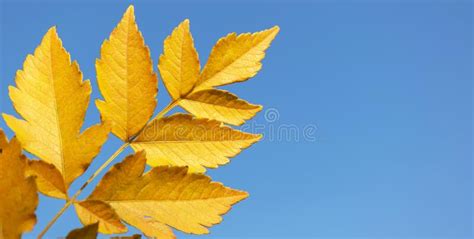 Yellow Autumn Leaves Against Blue Sky Seasonal Autumn Background