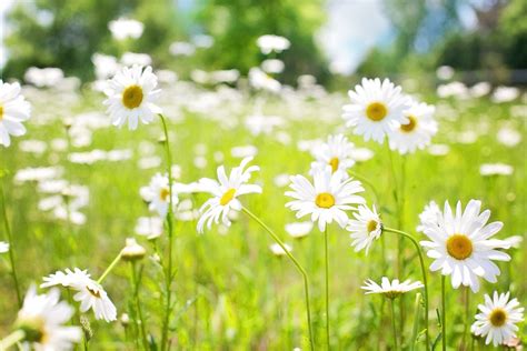 Free Photo Daisies Field Nature Summer Free Image On Pixabay 798539