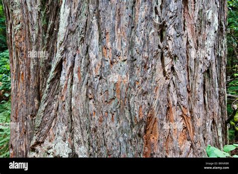 Bark Of An Coast Redwood Sequoia Sempervirens Muir Woods National
