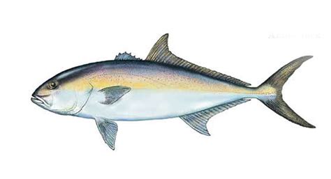 Is Amberjack Safe To Eat Lets Find Out