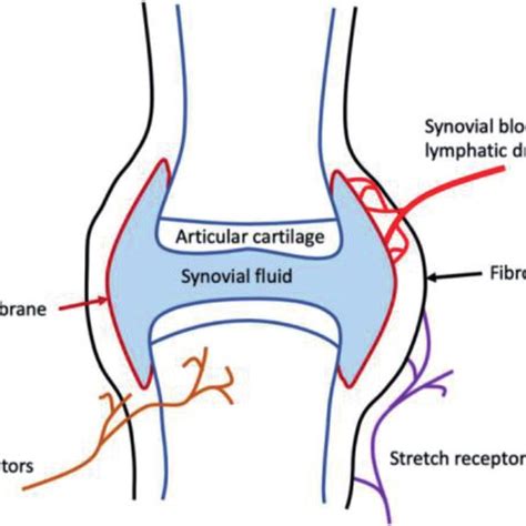 Diagram Of A Synovial Joint A Synovial Joint Consists Of Two