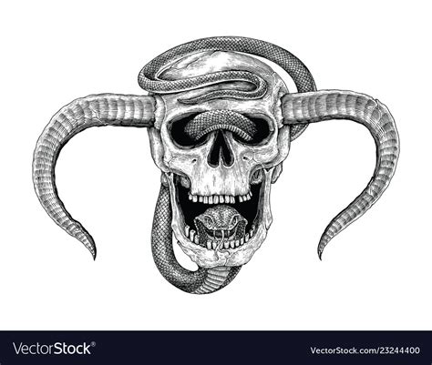 Snake Skull Drawing
