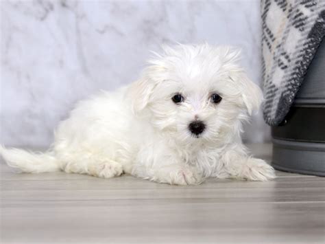Maltese Dog Female White 3748839 Petland Lewis Center