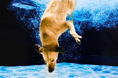 See The Original Dogs Diving Underwater—from 1997 Business Insider