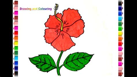 How To Draw And Colouring Hibiscus Flower Gambar Bunga Kembang Sepatu