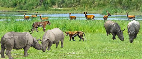 Top 9 wild animals of nepalnepal has numerous national parks and reserves to protect wildlife diversity and the wildlife tourism is also a major source of. Properties in Nepal - Ghar Jagga Nepal