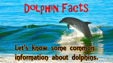 Dolphin Facts For Kids Lets Know About Dolphins Basic Interesting