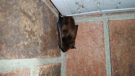 How To Get Rid Of Bats Under Your Porch In Burnaby