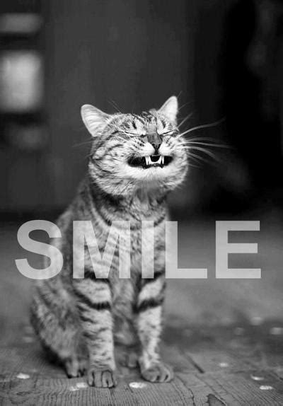 Smile Cat Pictures Photos And Images For Facebook