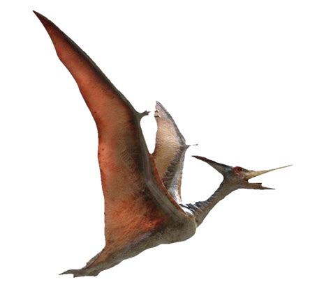 Pterosaurs Png Images Png All Png All