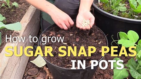How To Grow Sugar Snap Peas In Pots How To Grow Peas Self Sufficient