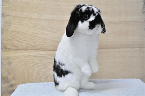 Holland Lop Rabbit Sold 10 Years 8 Months Holland Lop Broken Black