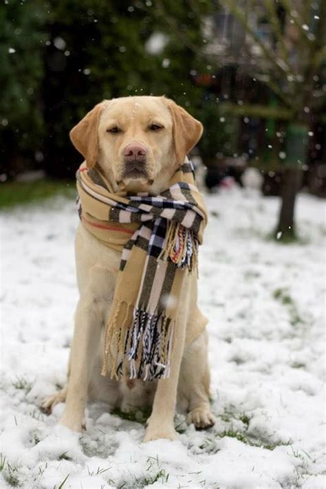 Weil wenn dass ab wann von dem obwohl ob die. Infografik Hunde im Winter: Wann friert mein Hund wirklich ...