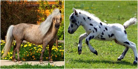 Equine 411 All About The Falabella Horse Breed