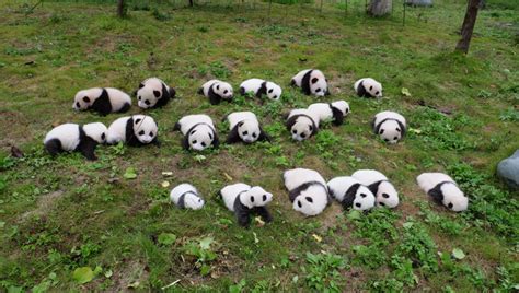 So Cute 36 New Born Panda Cubs Debut In Sw China