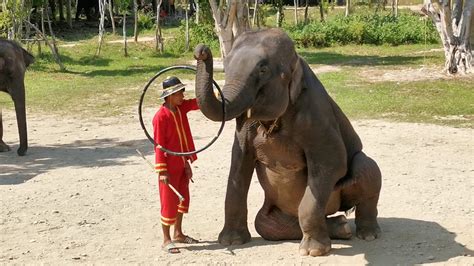 ช้างน้อยน่ารัก เล่นฮูลาฮูป - YouTube