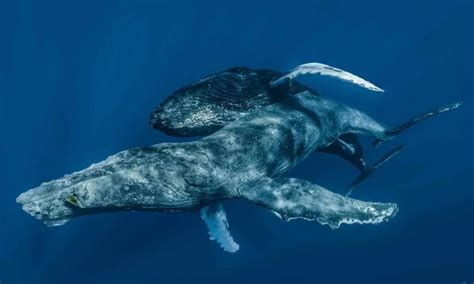 first ever photographs of two male humpback whales having sex