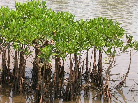 Mangrove Wikipedia