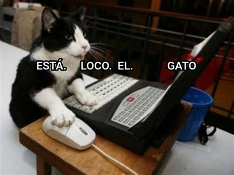 EstÁ Loco El Gato Generador Memes