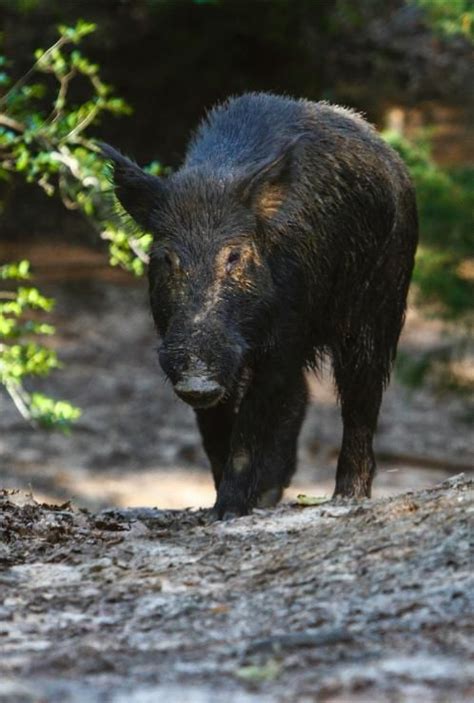 Free hog hunting in houston texas. Langley Ranch THE BEST WILD HOG HUNTING IN TEXAS ...