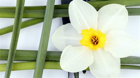 White And Yellow Daffodil Flower Hd Wallpaper Wallpaper Flare