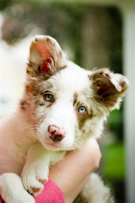 Our puppies will excel in your pet family home. Pin by WhiteWolf on Puppies | Red merle border collie, Border collie puppies, Collie puppies