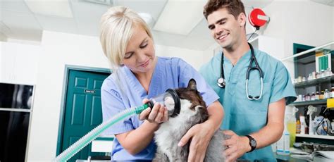 Vet Tech Schools The Top Online Schools For Veterinary Technicians
