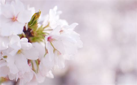 White Cherry Blossom Wallpapers Pixelstalknet