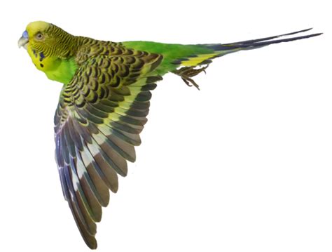 Budgerigar Parrot Png High Quality Image Png All Png All