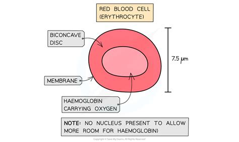 Cie A Level Biology复习笔记815 Cells Of The Blood 翰林国际教育