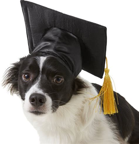 Rubies Costume Company Graduation Hat Dog And Cat Costume Mediumlarge