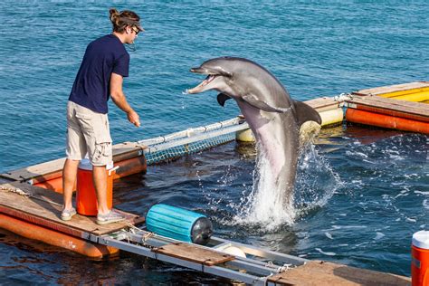 Navy Dolphins Practice In Key West How To Find Mines In The Ocean