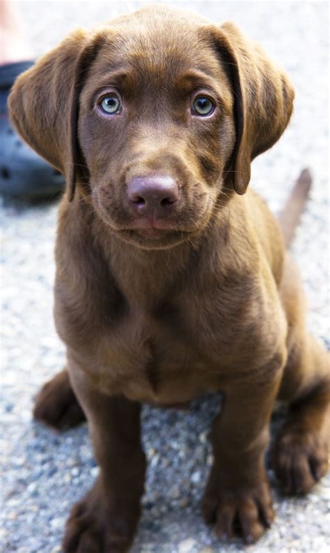 Find black lab in dogs & puppies for rehoming | 🐶 find dogs and puppies locally for sale or adoption in ontario : Pin von Labrador Stuff auf Brown Labradors | Hunderassen