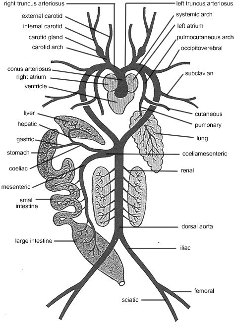 Standard Note: Arterial system of Frog