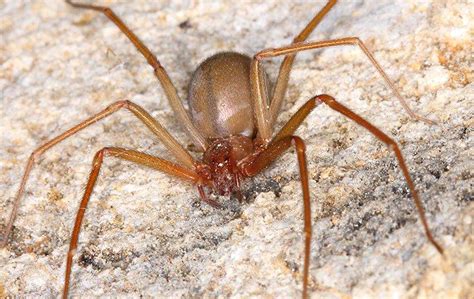 A Guide To Spider Identification Anderson Pest Control In Las Vegas