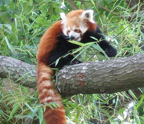Red Panda Ailurus Fulgens Incredible Facts A Z Animals