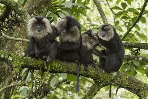 10 Things You Need To Know About Lion Tailed Macaques Nature Infocus