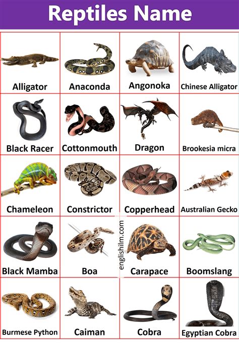 Pin by English ilm on Pictures Vocabulary | Reptiles, Reptiles names