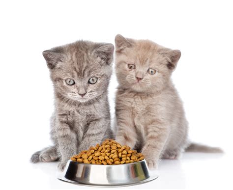 We did not find results for: The Best Kitten Food 2020 - Your Cats Will Enjoy - Housing ...