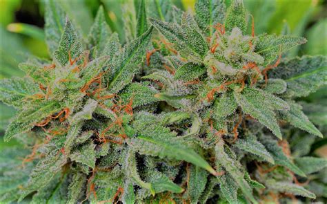 Cannabis Ruderalis What Is The Peculiarity And Value Of The Variety