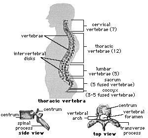 These sugars are linked together by a phosphodiester bond, between carbon 4 of their chain, and a ch2 group that is attached to a phosphate ion. spinal cord (51K)