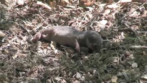 The cottontail bunny is a midsize rabbit and a herbivore, and female cottontails average. Baby Cottontail - Arizona Cottontail Rabbit Baby - YouTube