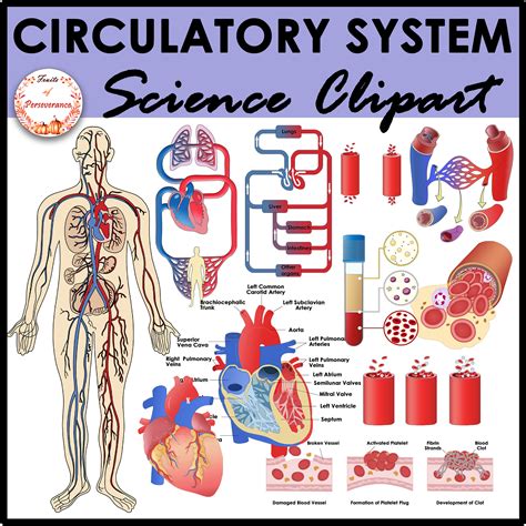 Circulatory System Anatomy Clipart Heart Clip Art Made By Teachers