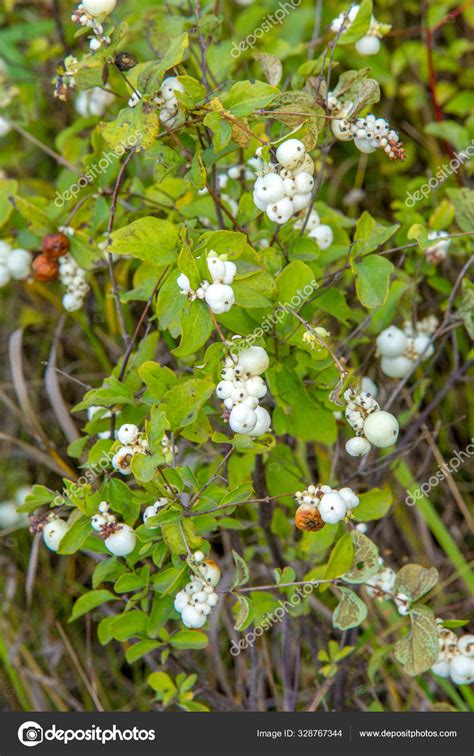 Symphoricarpos Commonly Known As The Snowberry Waxberry Or Gh ⬇