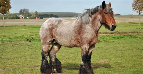10 Strongest Horses In The World A Z Animals