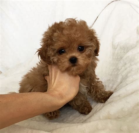 The akc recognizes the apricot the brown coloring in maltipoos has to come from the poodle. Teacup Red Maltipoo Puppy! Rachel | iHeartTeacups