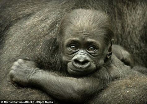 Cheeky Gorilla At New Yorks Bronx Zoo Refuses To Sit Still As He Tries