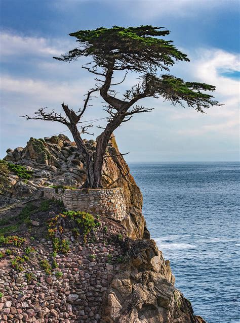 Lone Cypress Monterey California Vertical Photograph By Abbie