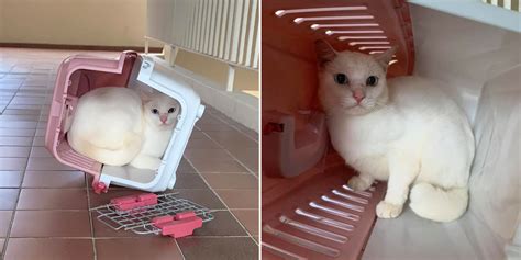 Cat Allegedly Abandoned In Broken Carrier At Hdb Lift Lobby Woman Urges Owners To Be Responsible