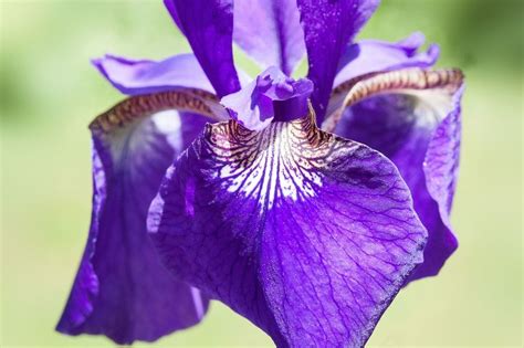 What Is The Symbolic Meaning Of The Iris Flower — Amanda Linette Meder